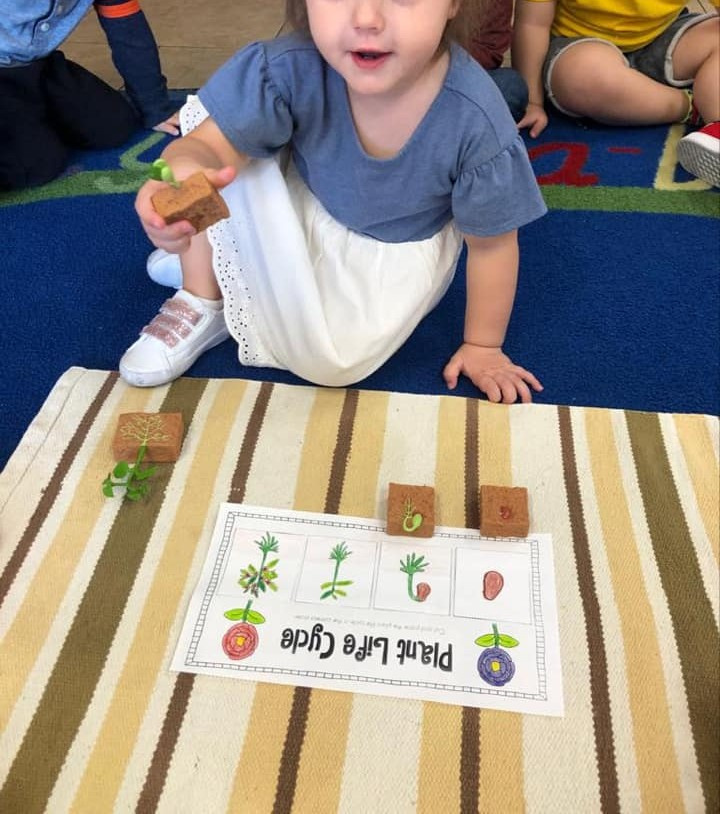 Learning About the Different Parts of Plants and What They Need to Live ...