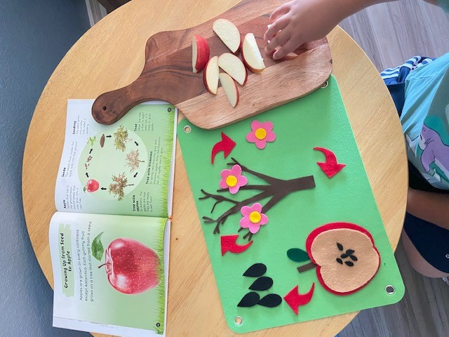 Apple Tree. Apple Life Cycle Coloring Pages. TeachersMag.com