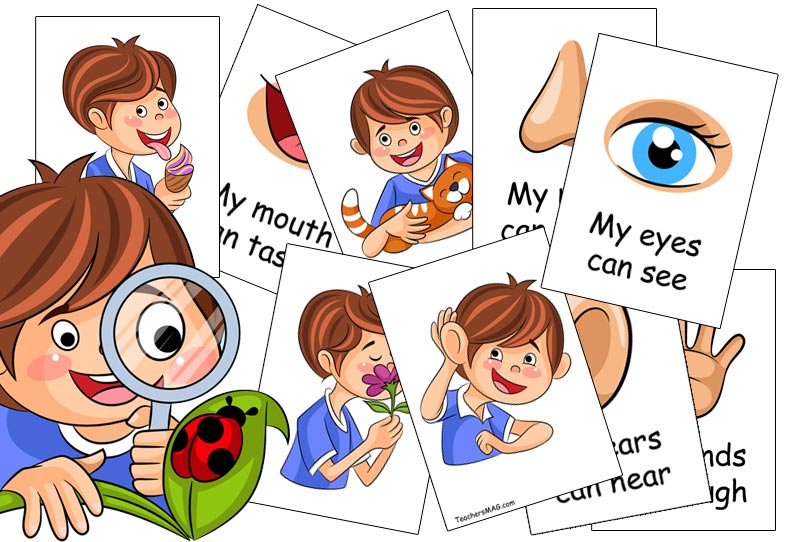 Five Senses Activity for Preschool Students